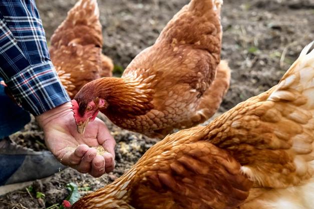 alimentation poules pondeuses