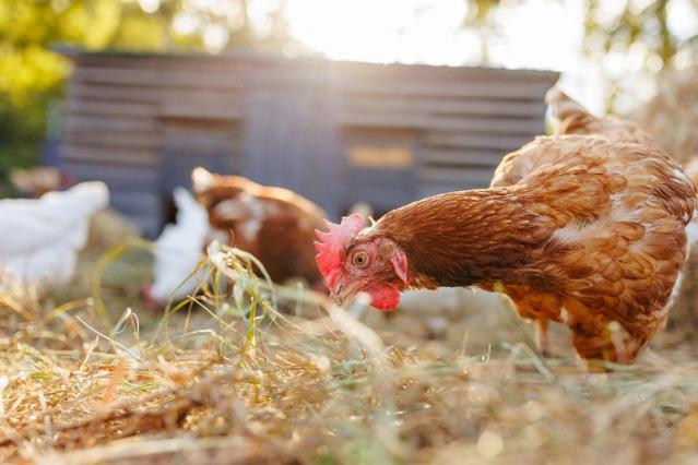 aménagement jardin poules