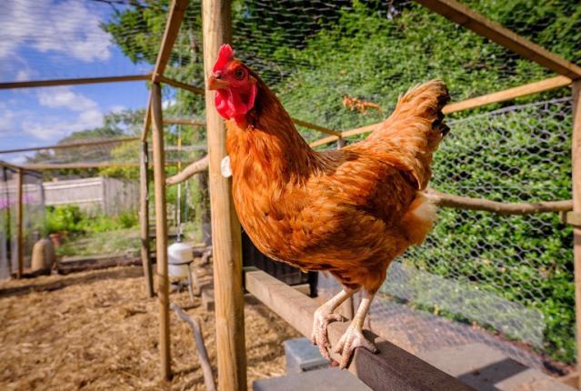 Matériel pour poules