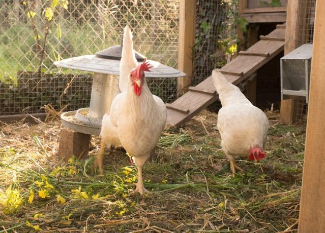 matériel poules pondeuses