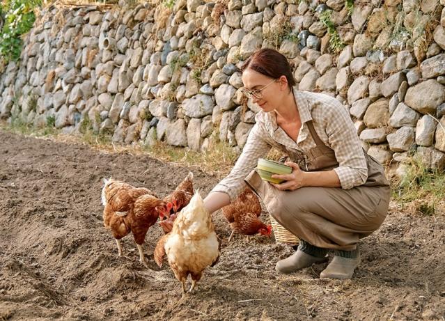 Adopter poules pondeuses