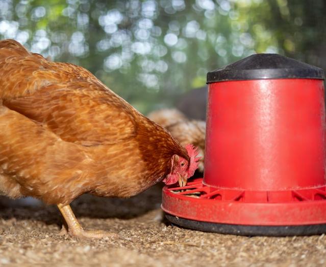 achat équipements pour poules