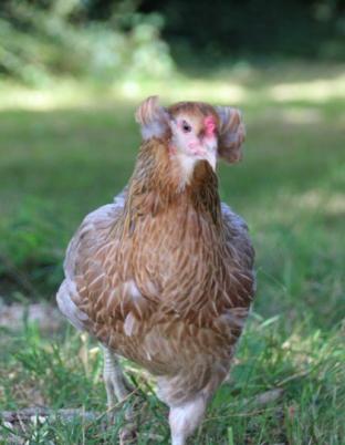 Poule ARAUCANA