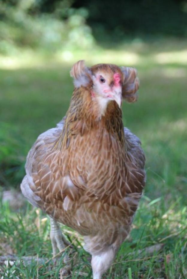 Poule ARAUCANA