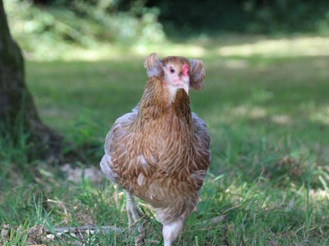 Poule ARAUCANA