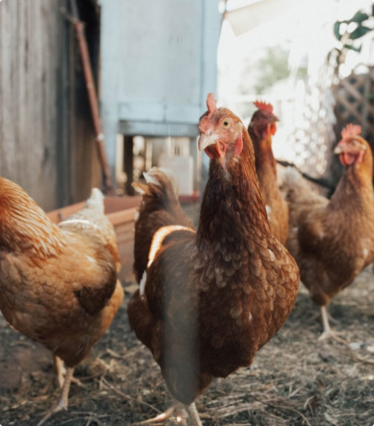 Des poules de races variées